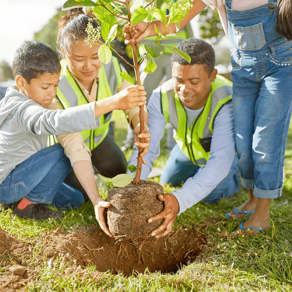 Create Your Own Green Haven: Plant a Tree