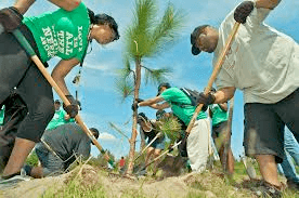 Join Forces: Volunteer to Plant more Trees